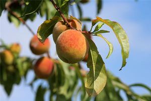 夢見樹上好多桃子