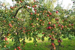 夢見果園裡碩果纍纍