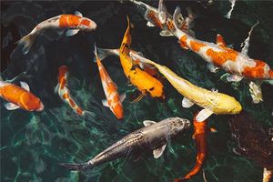 夢見許多魚