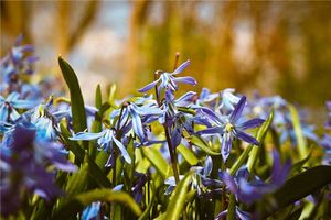 夢見蘭花開得很茂盛