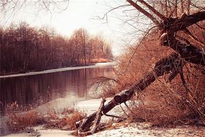 女人夢到樹斷了