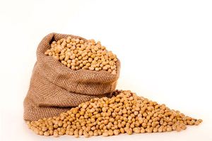 夢見豆子成熟了