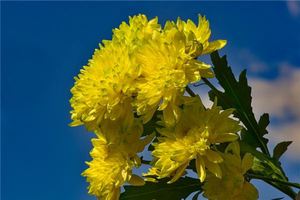 女人夢見黃菊花