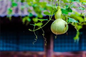 夢到葫蘆是什麼預兆