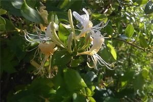 夢到摘金銀花什麼預兆