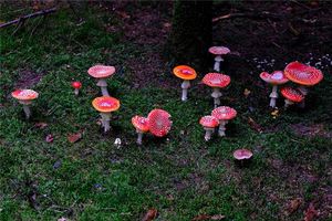 女人夢見撿到好多菌子