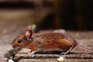 夢見死老鼠 死耗子