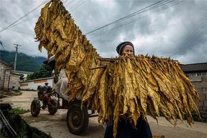 夢見烤乾的菸葉