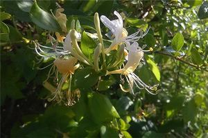 夢見金銀花開了預示著什麼