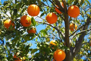 孕婦夢見桔子樹上結滿黃黃的桔子