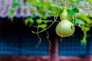 女人夢見葫蘆是胎夢嗎