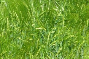 夢見綠色麥穗飽滿