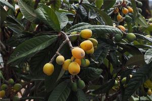 夢見枇杷是胎夢嗎