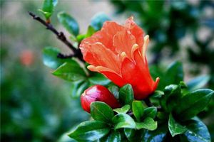 夢見石榴樹開花