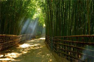 夢見竹子什麼意思