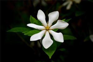 孕婦夢見梔子花