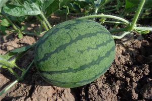 女人夢見摘西瓜