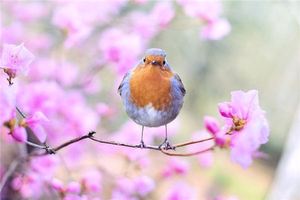 夢見鳥鳴