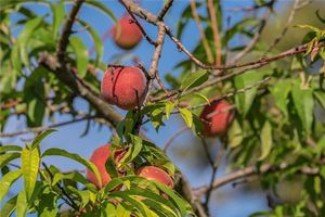 夢到桃子掛滿枝頭