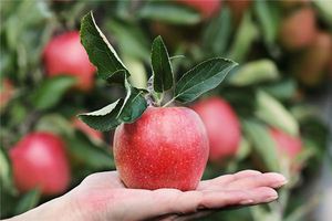 夢見別人送東西