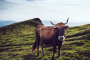 已婚女人夢見牛