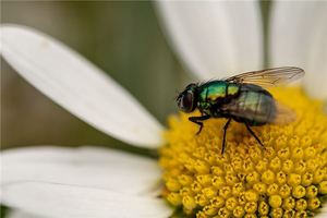 女人夢見很多蒼蠅
