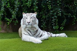 夢見老虎旺三年