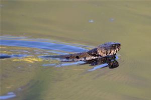 女人夢見蛇爬身