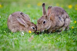 做夢夢見兔子怎麼回事？