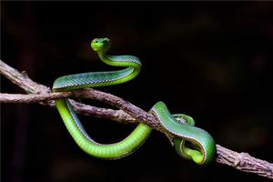 女人夢見幾條蛇