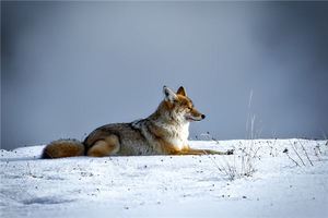 孕婦夢見狼是什麼意思